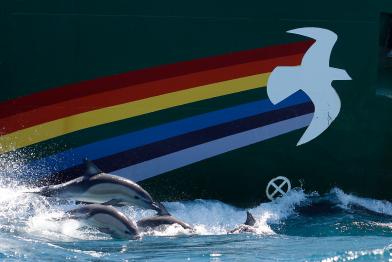 Delfine schwimmen neben der Rainbow Warrior in der Cookstraße in Neuseeland, 2013