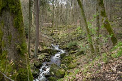 Kleiner Bach fließt durch den Wald, an den Bäumen zartes Grün, es ist Frühling