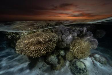 Korallen im Seringapatam-Riff, Australien