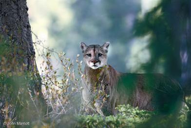 Puma im Kanadischen Wald