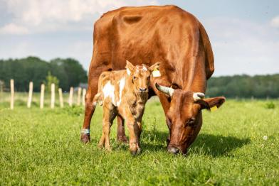 Kuh mit Kalb auf Weide in Niedersachsen
