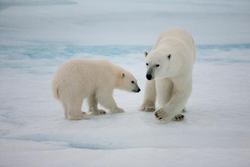 Zwei Eisbären, ein Muttertier und sein Junges, vom Deck der Arctic Sunrise aus beobachtet, während diese an einer Eisscholle in der Framstraße am Rande des Nordpolarmeeres festgemacht war.
