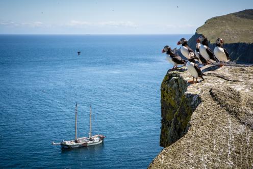 Papageientaucher auf den Shiant-Inseln in Schottland. Im Hintergrund die Beluga II. 