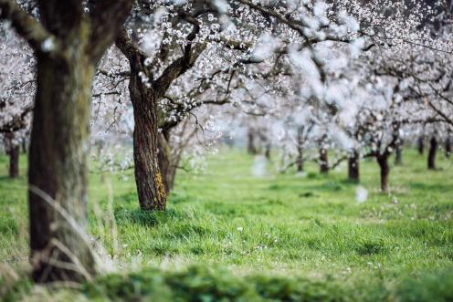 Greenpeace Österreich besucht den Marillengarten in der Wachau, um die Marillenbäume in voller Blüte zu beobachten. 