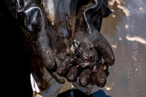 Ein:e Arbeiter:in zeigt verölte Muscheln während einer Ölreinigungssaktion am Strand von Cavero im Bezirk Ventanilla in Callao, Peru. 