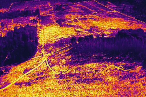 Thermalbild zeigt die unterschiedlichen Temperaturen der Landschaft. Baumbestände sind lila, Wege und Kahlschlagsflächen gelb.