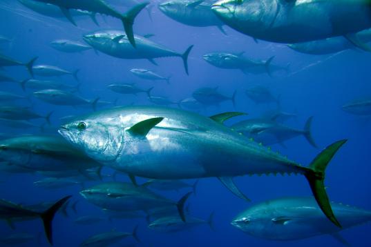Captive Bluefin Tuna