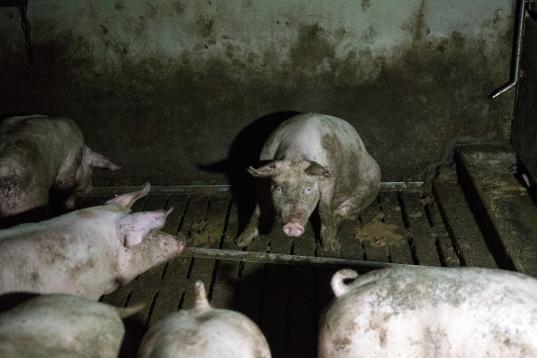 Schweine in Massentierhaltung in Deutschland. Die Sauen werden in engen Trächtigkeitskästen gehalten. Intensivtierhaltung auf Spaltenboden, dicht gedrängt, mit kupierten Schwänzen, in Exkrementen und Schmutz.