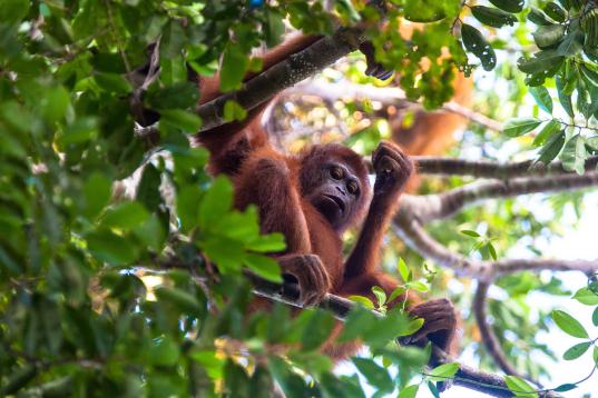 Das Orang-Utan-Weibchen Rosa sucht auf einem Baum im Gunung Palung National Park nach Früchten. 