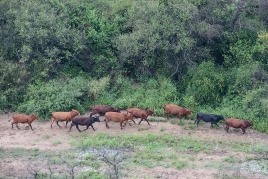 Luftbild auf Rinder am Gran Chaco