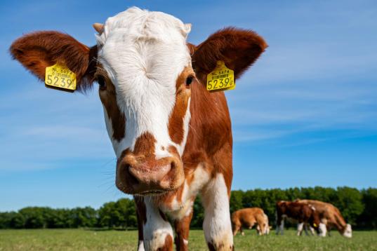 Cows in Biodynamic Farm Pasture in Delfgauw