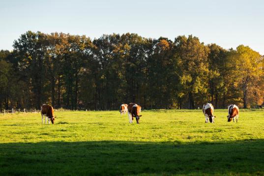 Kühe auf einer Weide im Breitenburger Moor
