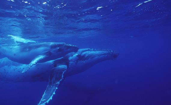 Buckelwale mit Jungen im Pazifischen Ozean