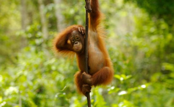Junger Orang Utan, der an einer Liane hängt.