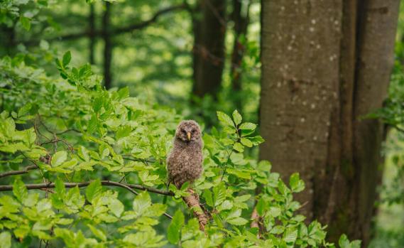 Owl in the Carpathian Forest in Ukraine