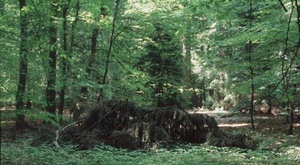 ecoforestry Uelzen