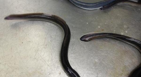 PFC in eels