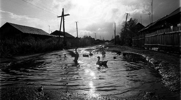 Vögel schwimmen auf der überfluteten Karl-Marx-Straße in Muslumovo, einem atomverseuchten Dorf - die Straße ist wegen der hohen Strahlenwerte fast völlig verlassen.