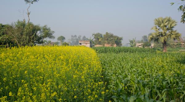 Landwirtschaftliche Flächen in Bihar