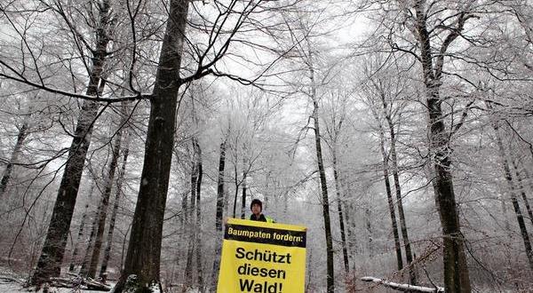 Greenpeace kennzeichnet bedrohte Patenbäume im Spessart