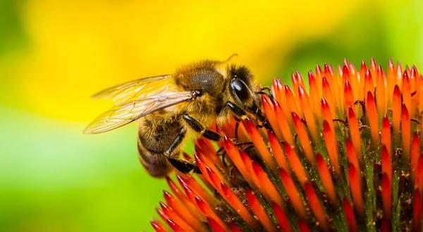 Biene auf einer Blüte 
