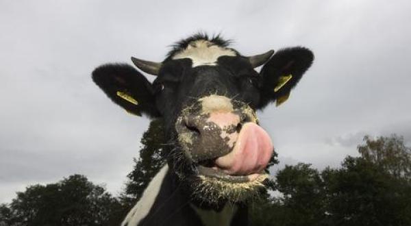 Kuh leckt sich mit Zunge das Maul