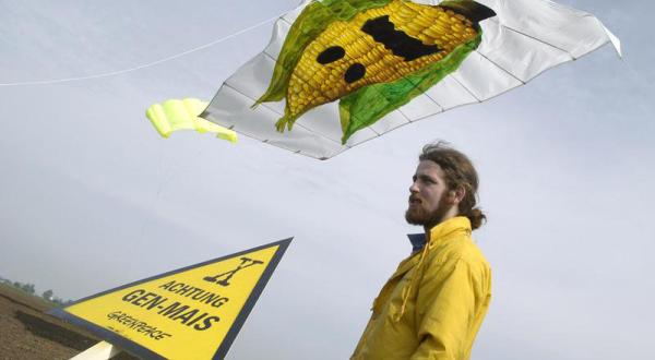 Greenpeace warnt seit vielen Jahren vor den Gefahren durch gentechnisch veränderte Pflanzen