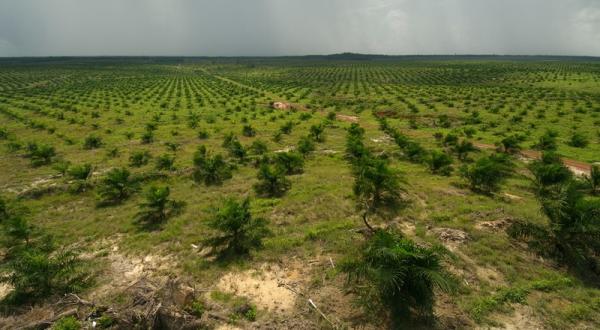 Eine große Palmöl-Plantage mit jungen Ölpalmen