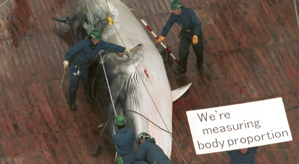 Toter Minkewal an Bord eines Japanischen Walfangschiffes