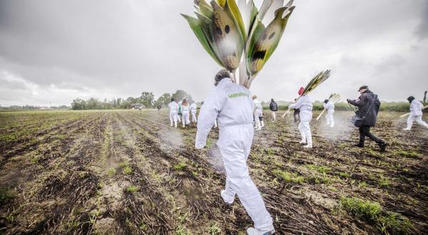 Greenpeace-Aktivisten demonstrieren gegen den Anbau von Gen-Mais