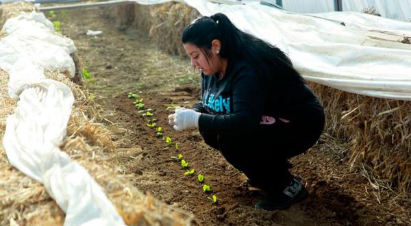 Eine junge Frau bepflanzt ein Gewächshaus. 