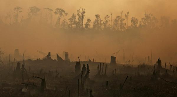 Durch illegale Brandrodung zerstörter Urwald auf Sumatra, Indonesien 06/23/2013