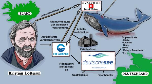 Infografik: Verbindungen von Deutsche See zum Walfang