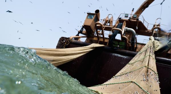 Der Trawler Willem van der Zwan: 142 m lang, 300 t Fisch pro Tag; Mauretanien 2012 