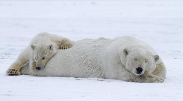 Eisbären in der Churchill Bay in Kanada, Dezember 2011