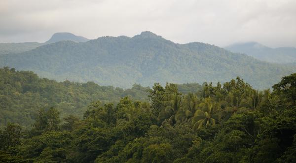 Regenwald in Papua-Neuguinea.