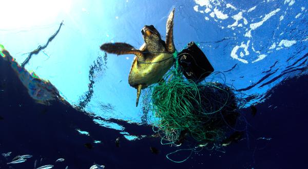 Eine Meeresschildkröte hat sich in einem Netz verfangen,Mai 2007
