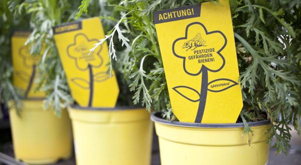 Greenpeace Aktivisten versehen Pflanzen aus Baumärkten mit Etiketten: Achtung bienengefährdende Pestizide! Mai 2014