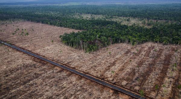 Zerstörte Regenwaldfläche in Indonesien, 2014