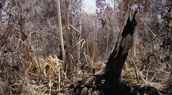 Zerstörter Torfwald in der Provinz Riau auf Sumatra, Indonesien, 22. Mai 2014