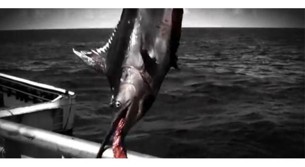 Video-Screenshot: Als Beifang gefangener Schwertfisch