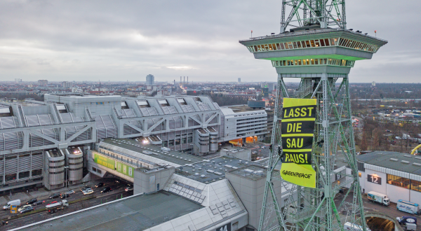 Am Funkturm auf dem Messegelände in Berlin entfalteten Greenpeace-Aktivisten ein Banner mit der Aufschrift "Lasst die Sau raus". Damit protestierten sie zur Eröffnung der Grünen Woche für bessere Tierhaltung.