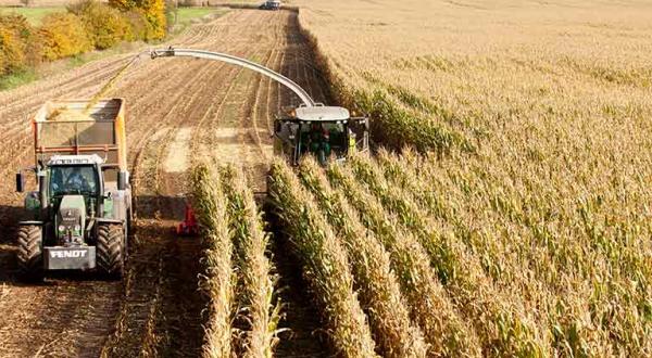 Maisernte in Norddeutschland: Mit Erntemaschinen und Maishäcksler werden Maispflanzen geschnitten, verarbeitet und auf Lastwagen geladen.