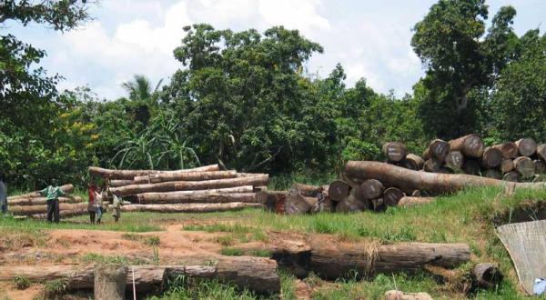 Tropenholz im Kongo, Juli 2010