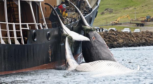 Zwei Walfänger ziehen auf einem Boot tote Wale an Bord