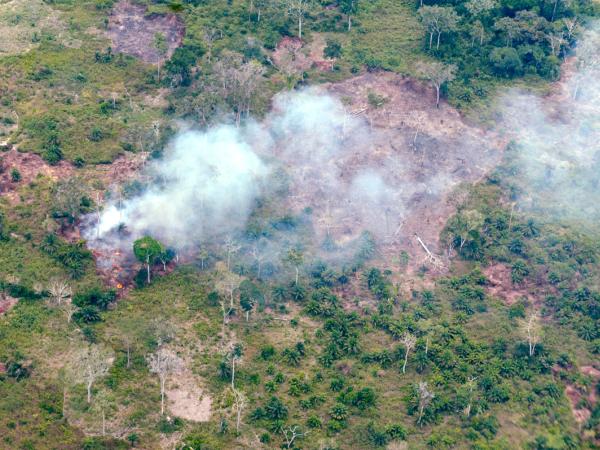 Abholzung im Kongo