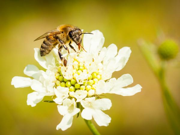 Biene auf einer weißen Blüte