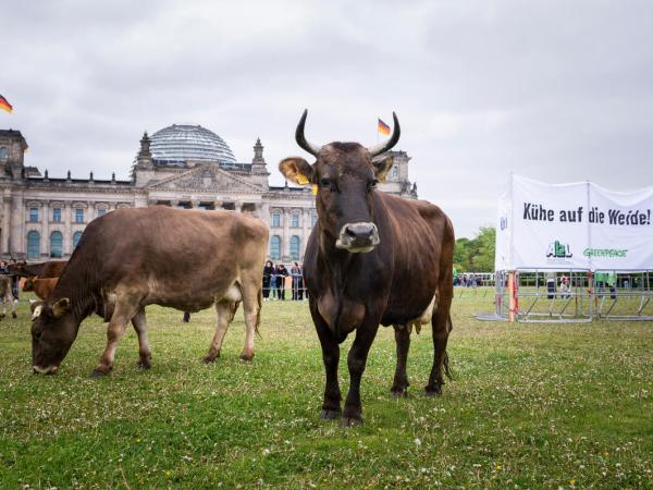 Kühe auf der Wiese vor dem Reichstags