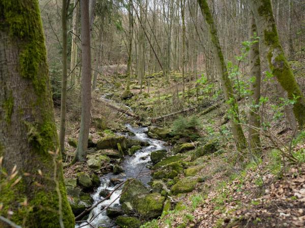 Kleiner Bach fließt durch den Wald, an den Bäumen zartes Grün, es ist Frühling