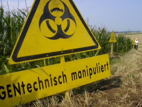 Genmanipulierten Mais auf einem Testacker in Hessen